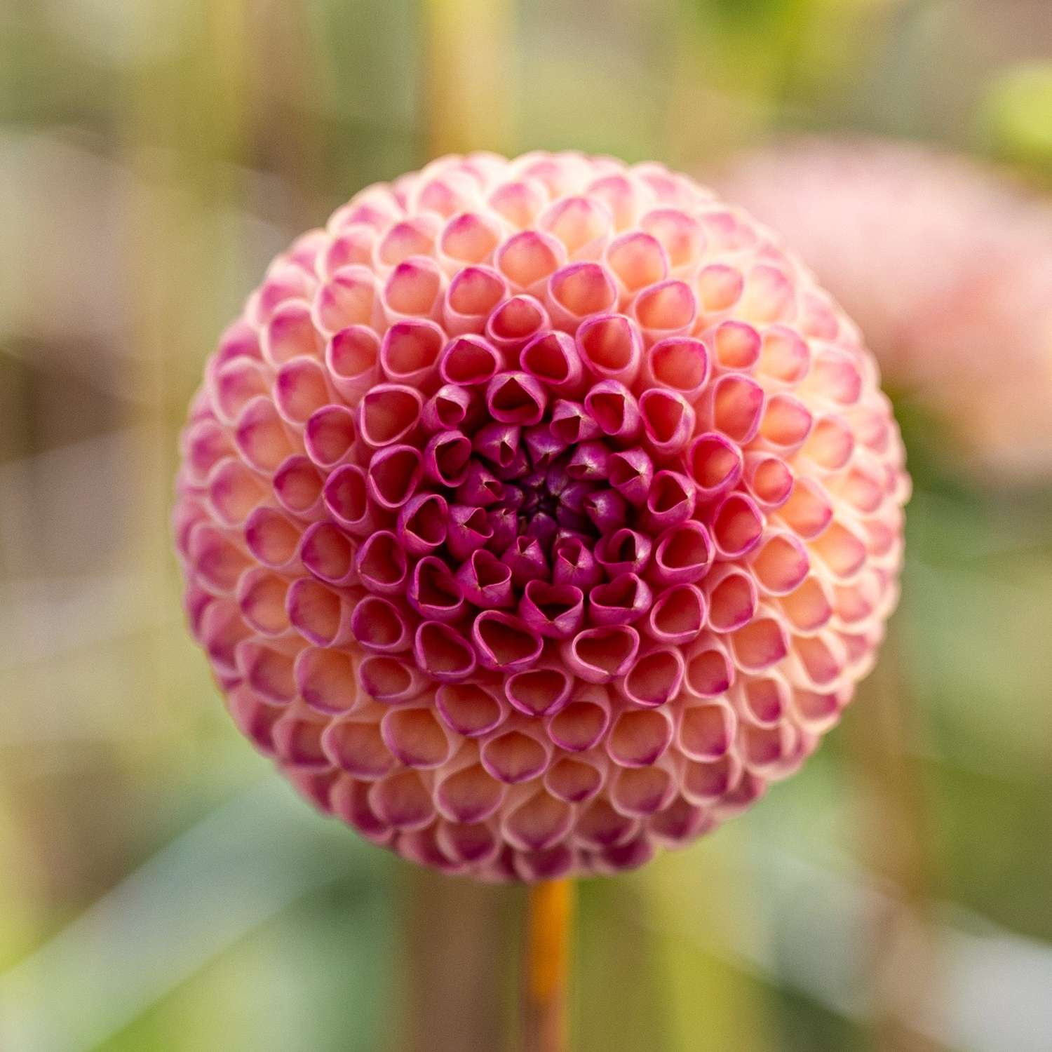 Dahlia 'Burlesca'